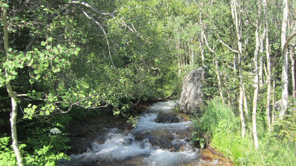 Fly Fishing the Big Thompson River in Estes Park Whit's Wilderness