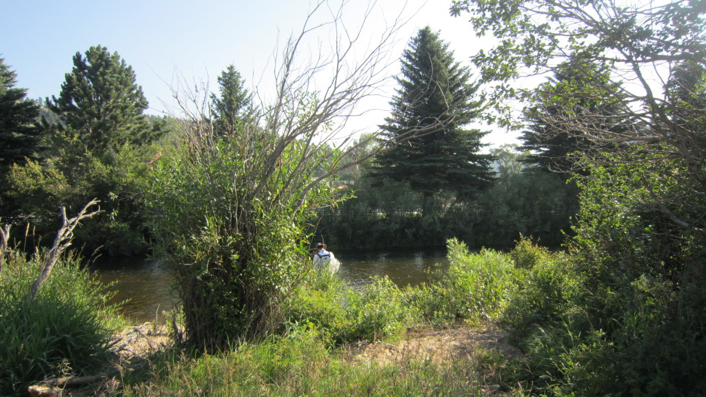 Fly Fishing the Big Thompson River in Estes Park Whit's Wilderness