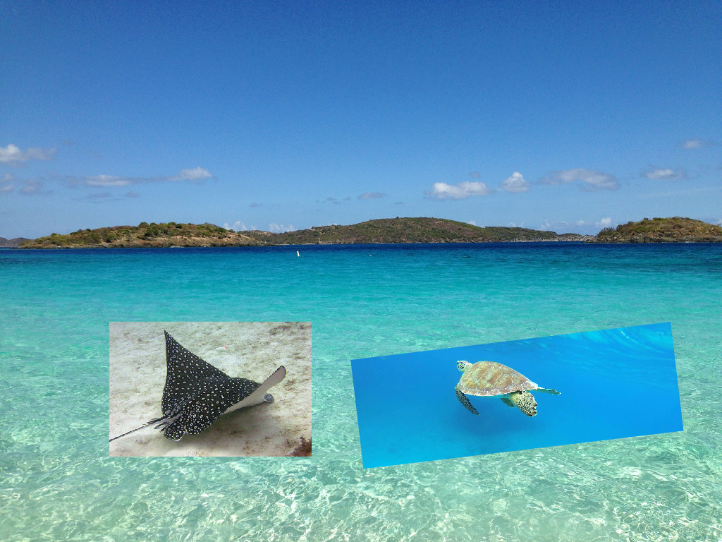 st john turtles sting rays snorkeling