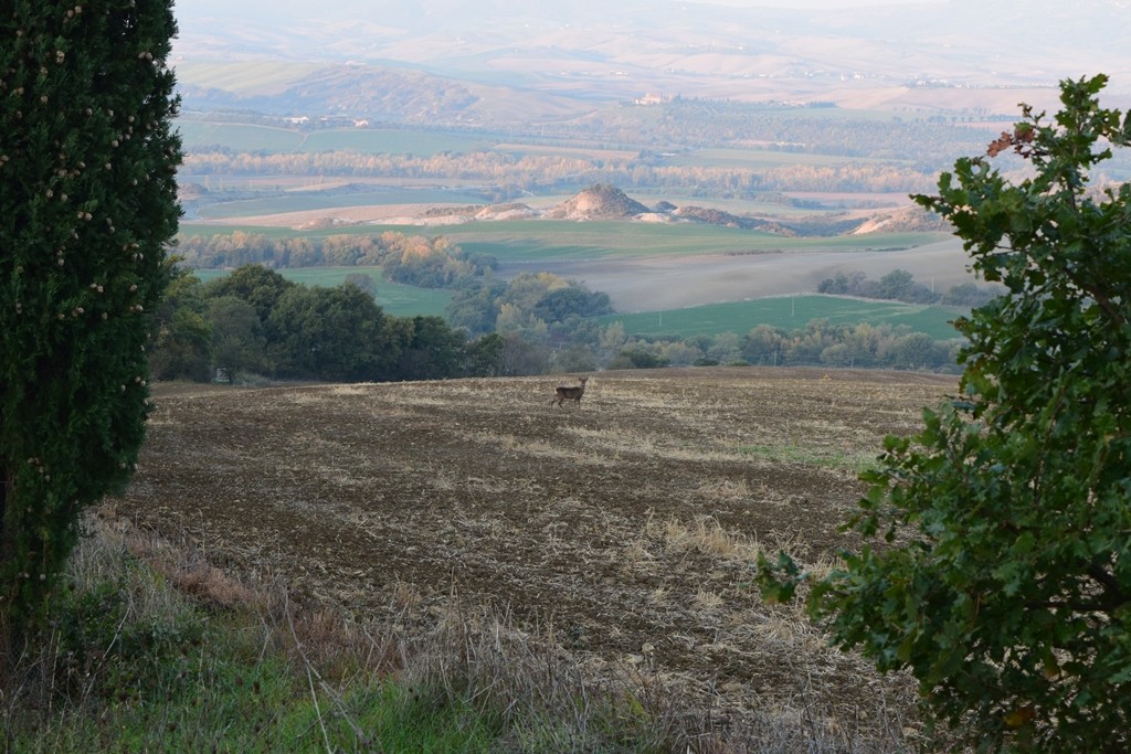 Tuscany countryside La Foce