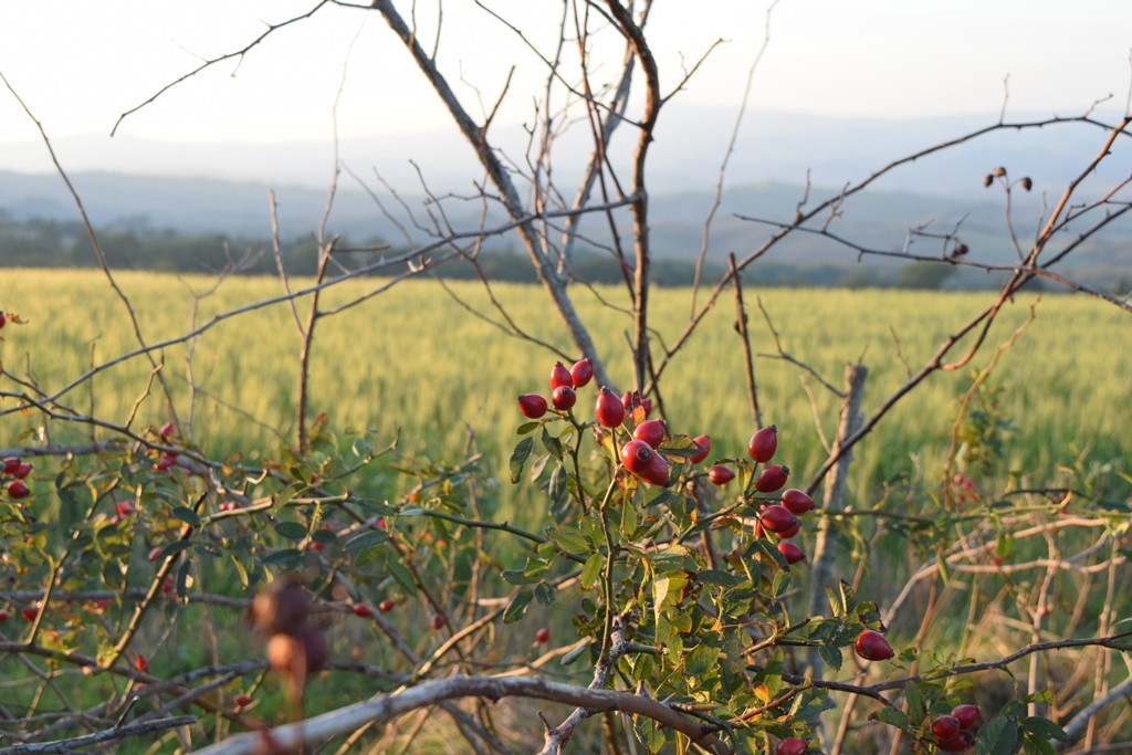 2015-11-01 Morning Walk in Tuscany (15)