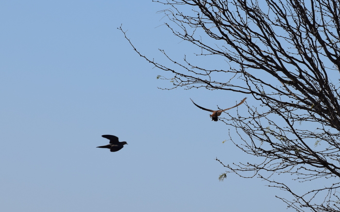 Dove on the left