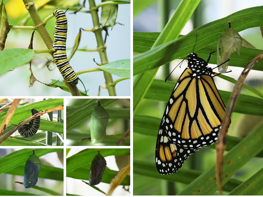 My Backyard Monarch – Whit's Wilderness