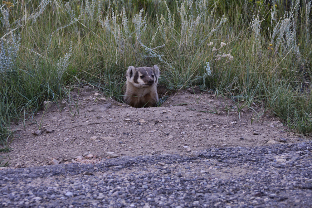 Badger