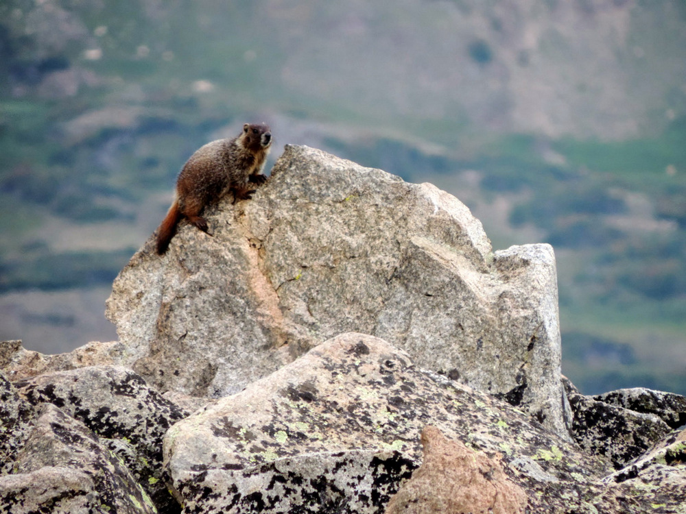 Marmot