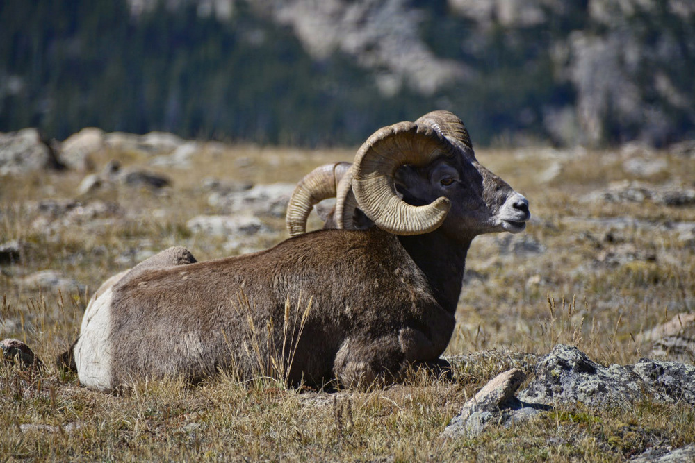 bighorn sheep (1)