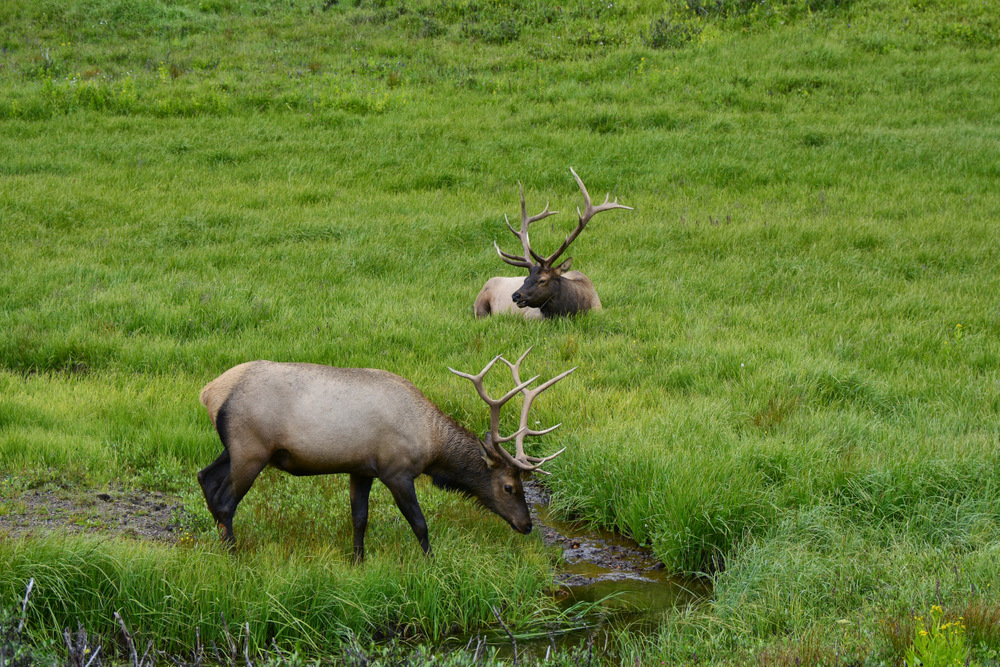 elk (3)